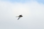 A bird