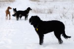The pack