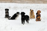 The pack