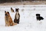 The pack