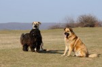 Herman, Toto, Csoki