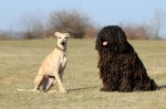 Maggie, Toto