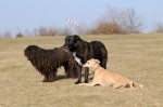 Toto, Buddy, Maggie