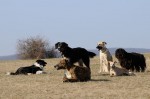 Maya, Nico, Cikk-cakk, Judae, Maggie, Toto