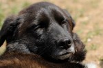 Buddy