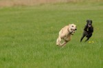 Coco and Maggie