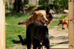 The pack