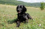 Saffi