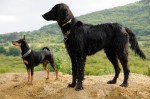 Dinho and Saffi