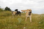 Coco, Maggie and Ronja
