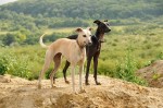 Maggie and Coco