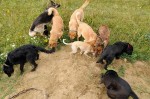 The pack