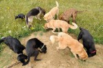 The pack