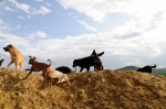 The pack