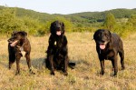 Buddy, Duke and Kfir
