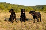 Saffi, Duke and Kfir