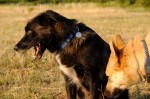 Buddy and Ronja