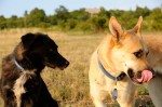Buddy and Ronja
