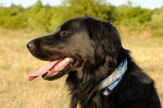 Duke
