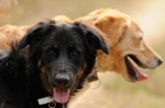 Balder and Mia