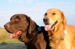 Guinness and Finn