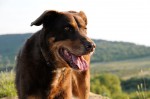 Murphy