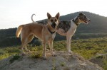 Ronja and Manó