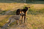 Maggie and Cikk-cakk