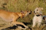 Fibi and Dollár