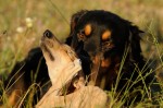 Fibi and Tócsni