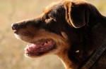Murphy