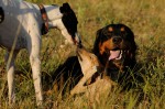 Nessa, Fibi and Tócsni