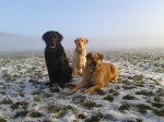 Duke, Kara and Csoki