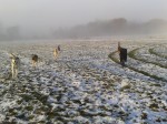 Balder, Kyra, Kara, Duke and the neighbour friends