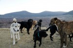 The pack