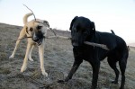 Herman and Negro