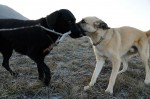 Herman and Negro