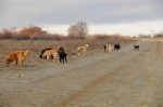 The pack