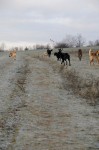 The pack
