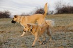 Izzie and Herman