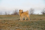 Izzie