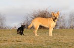 Buddy and Ronja