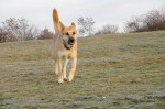 Ronja