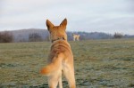Ronja