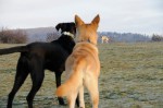 Ronja and Levin