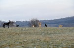 The pack