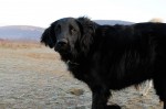 Duke