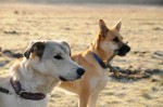 Balder and Ronja