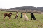 Murphy, Cikk-cakk, Coco, Kara and Grover
