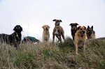 Grover, Coco, Kara, Cikk-cakk, Murphy, Csoki and Kyra